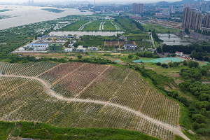 城东垃圾填埋场景观提升工程 扩建工作基本完成